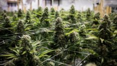 Един от основните производители на канабис е на крачка от узаконяването му