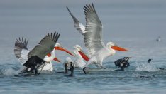 Пресушаването на влажните зони край Дунав е една от причините за срива на улова