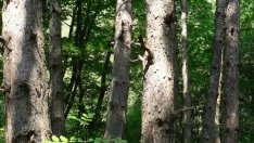 Държавните горски предприятия ще изкупуват гори