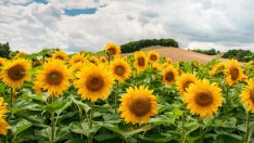 Засушаването сви добива на царевица и слънчоглед у нас