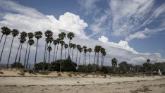 Палмовото масло - евтината растителна мазнина с висока екологична цена