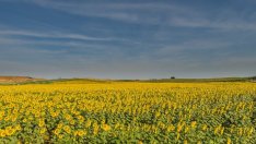 България изнася земеделски продукти за близо 5 млрд. евро годишно