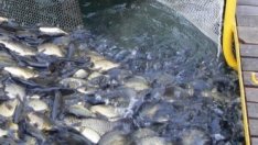 Отпускат близо 800 хил. лв. за два проекта за садкови инсталации