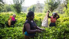Шри Ланка може да изплаща дългове с чай