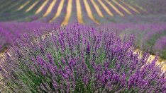 Земеделци се насочват към отглеждането на лавандула и шафран