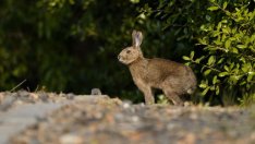 Ще излязат ли финансовите пазари от заешката дупка?