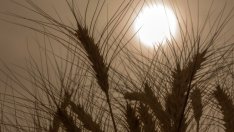 ЕС обмисля премахването на мита и квоти за вноса на украински стоки