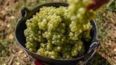 ЕК одобри държавна помощ от 426 млн. лева за земеделските стопани