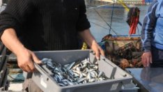 Ферма за миди ще инвестира над 1,3 млн. лв. за разширение и модернизация