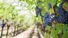 Реколтата от вино във Франция ще е най-слабата от 60 години