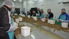 Масовият улов на рапани се отразява на екземплярите по българското крайбрежие