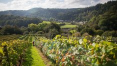 Климатичните промени изместват производството на вино към нови региони