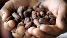 Китайската страст към шоколада вдига цената на какаото