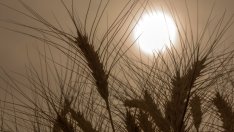 Оферти от Румъния свиват търсенето на руска пшеница