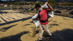 Nestle инвестира 1 млрд. долара, за да защити кафето от климатичните промени