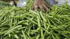 Как едно земеделско растение може да разруши фракинг мечтата