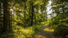 Масовите проверки в горите приключиха с актове и задържана дървесина