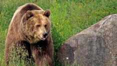 Американските акции отново са във възход, но дали зад ъгъла не дебне мечка?