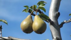 Доц. Светла Янчева: Износът на земеделска продукция расте благодарение на ОСП