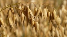 Фермерите ще получат 38 ст. отстъпка от акциза за литър газьол