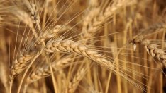 Купувачи и продавачи на пшеница засега се разминават