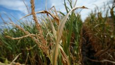 Хлебният баланс на страната е осигурен, но качеството на пшеницата е лошо