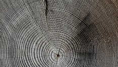 Необучен персонал работи с машини за преработка на дървесина