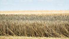 80% от черноморските зърнени терминали на Русия могат да заработят отново, ако атаките спрат