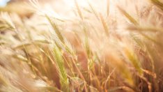 ЕК е отпуснала общо 156 млн. евро на земеделците от България и още 4 държави заради украинския внос