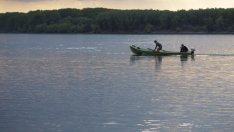 Най-скъпата сладководна риба в Европа заплува в Дунав