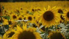 България вече е водещ износител на слънчогледови семена