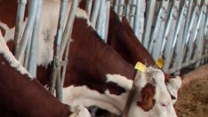 Нов знак ще отличава храните без ГМО-съставки 