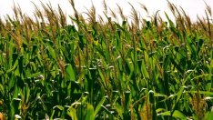 ЕС одобри продажбата на 11 нови вида ГМО царевица