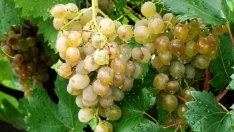 Р. Радев: Лозарите прибират добро грозде като качество, но не и като количество