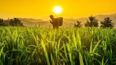 СТО определи селскостопанските субсидии в Китай за неправомерни 