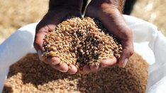 Ако сега се опасявате от украинското зърно, почакайте Киев да стане член на ЕС