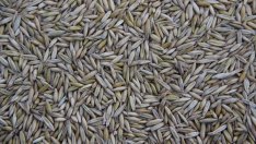 Цените на производител в селското стопанство у нас нараснаха в края на 2024 г.