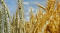 Започва пререгистрация на фермерите преди кампанията по директни плащания