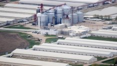 САЩ започват спешна битка срещу птичия грип