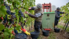 Германия очаква добра винена реколта