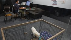 Кучешкият офис - инициатива на Fujitsu за работното място на бъдещето