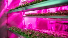 Вертикалното земеделие ли е бъдещето?