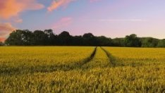 Югозападният регион в България е с най-евтината обработваема земя в ЕС