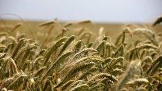 Темата за земеделието продължава да застрашава преговорите между САЩ и ЕС