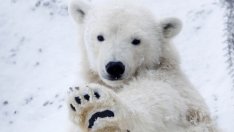 Климатичните промени проправят път на нови луксозни круизни пътешествия