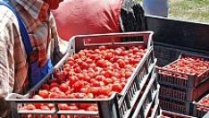 Бъдещата агрополитика на ЕС - с амбиции за ново разпределение на средствата