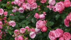 Хр. Николов: Пестициди в розовите насаждения поставят в риск бизнеса