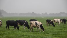 Нидерландия рискува да се сблъска с Брюксел заради отлагането на целта за азота