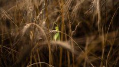 Забравянето на тайните на древните посеви може да засегне здравето ни в бъдеще