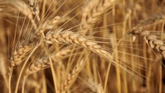 Износът на пшеница от България може да достигне 4 млн. тона